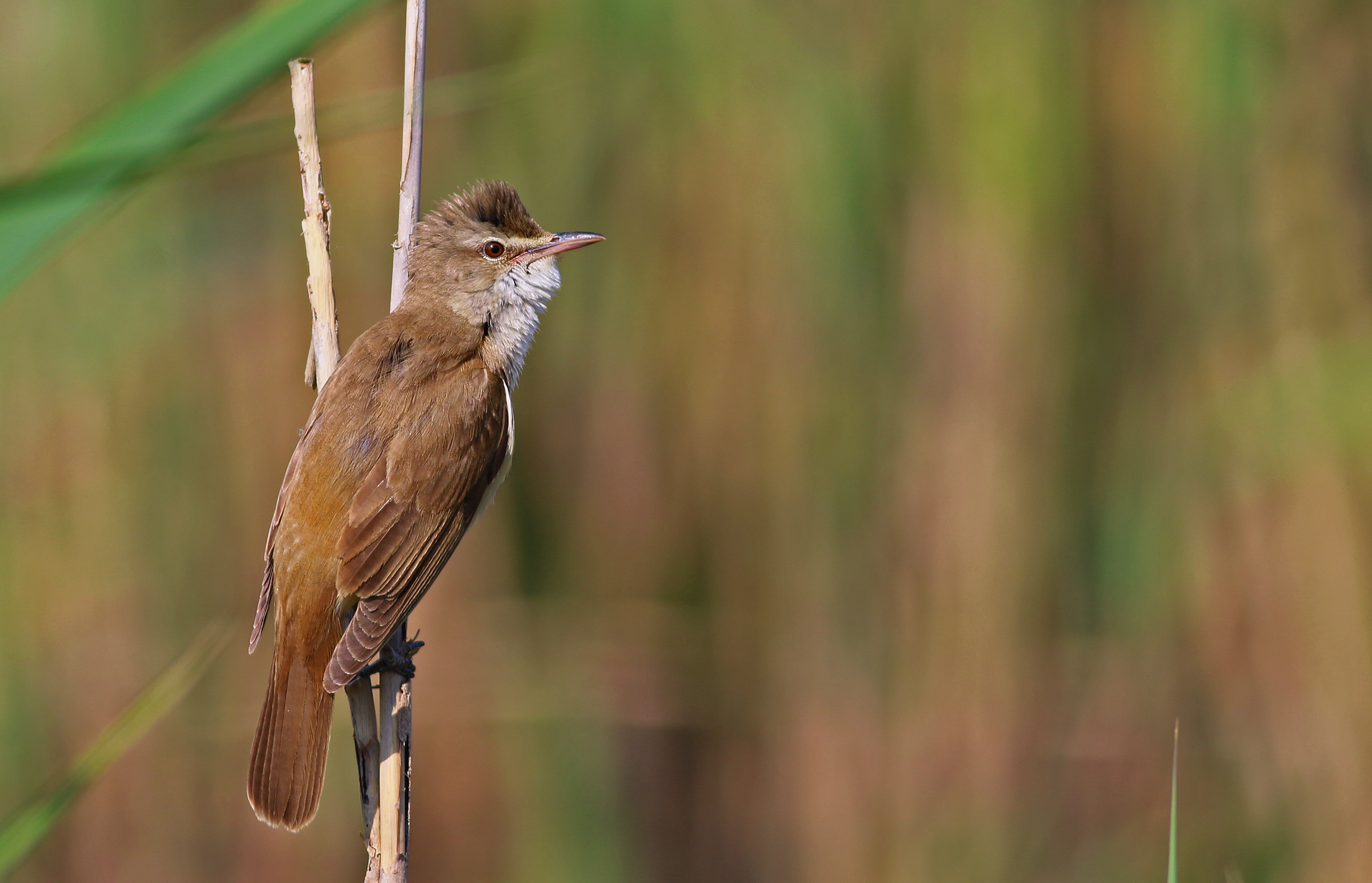 Great Reed Warbler